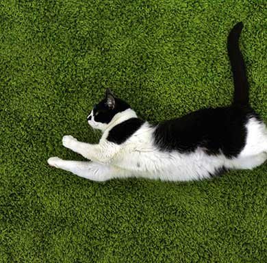 pet fake grass auckland